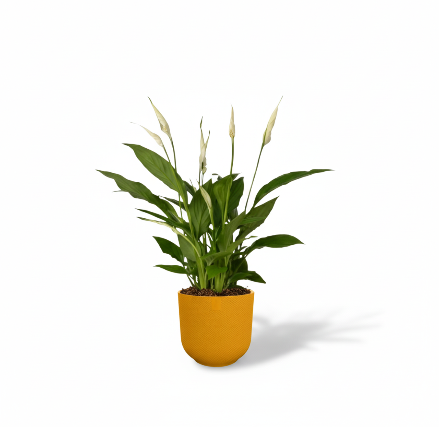 Spathiphyllum Bingo Cupido