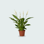 Spathiphyllum kopen