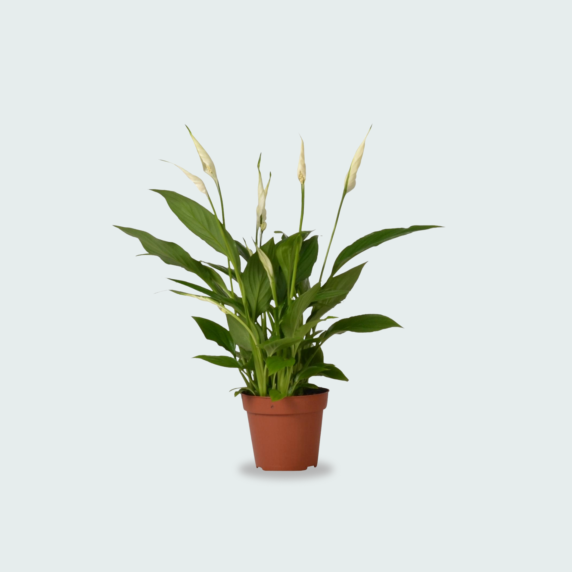 Spathiphyllum kopen