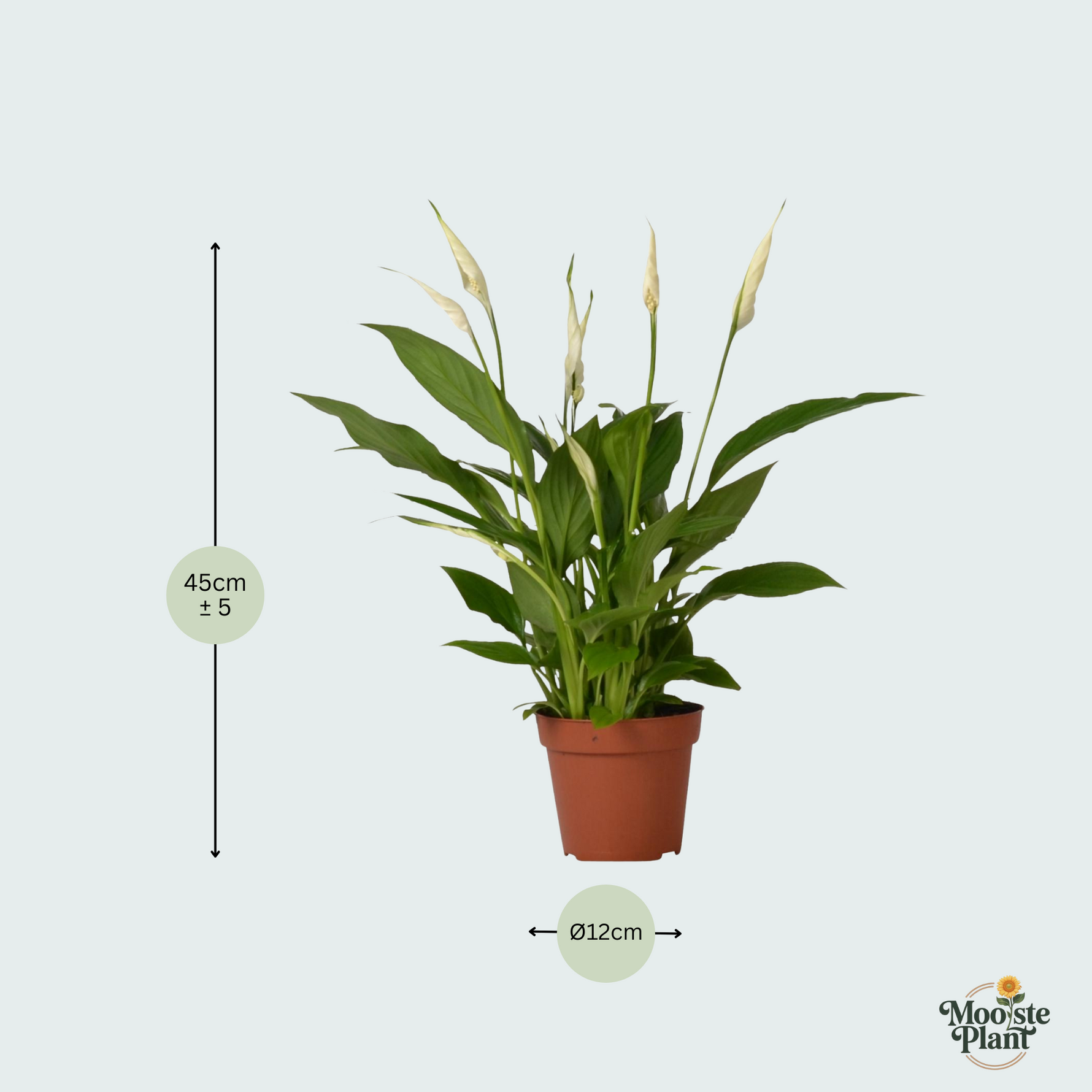 Spathiphyllum kopen