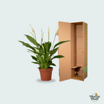 Spathiphyllum kopen