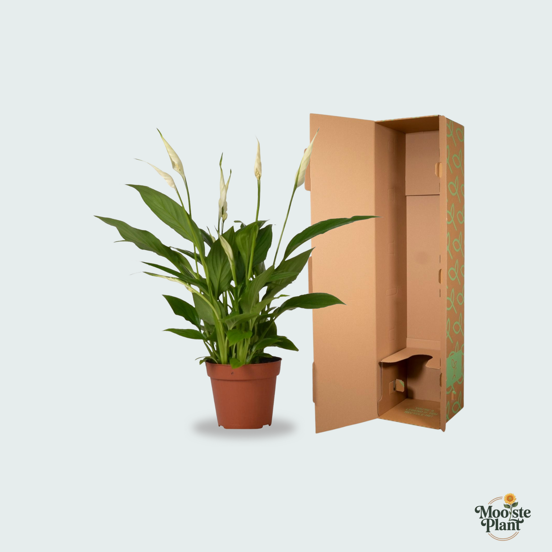 Spathiphyllum kopen