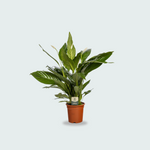 Spathiphyllum kopen