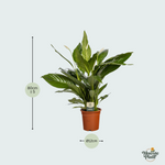 Spathiphyllum kopen