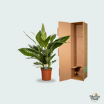 Spathiphyllum kopen