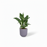 Spathiphyllum Diamond