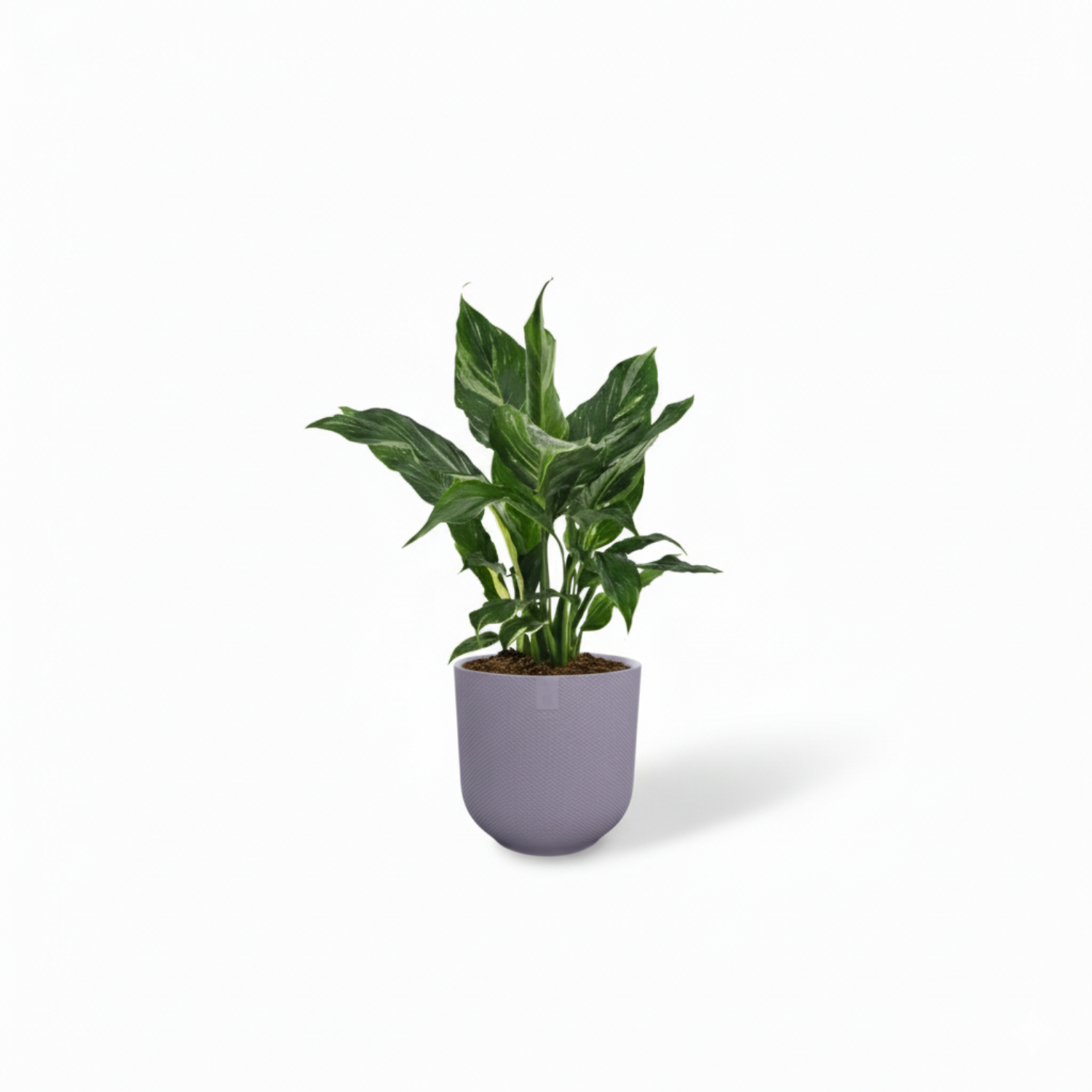 Spathiphyllum Diamond