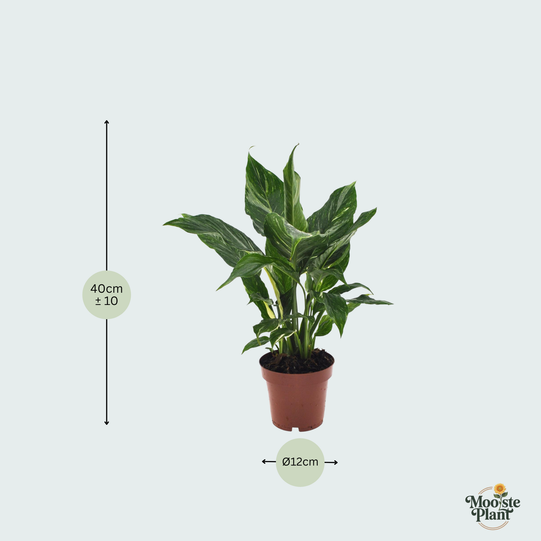 Spathiphyllum kopen