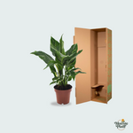 Spathiphyllum kopen