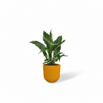 Spathiphyllum Diamond