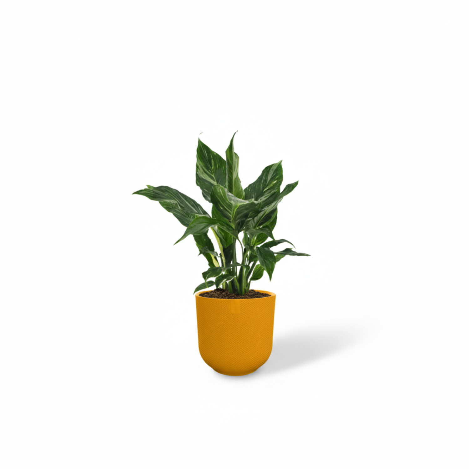 Spathiphyllum Diamond