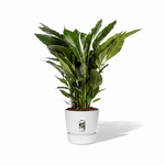 Spathiphyllum Sweet Sebastiano