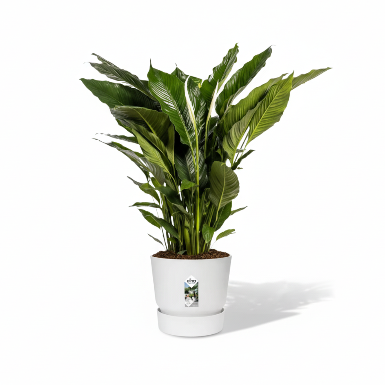 Spathiphyllum Sweet Sebastiano