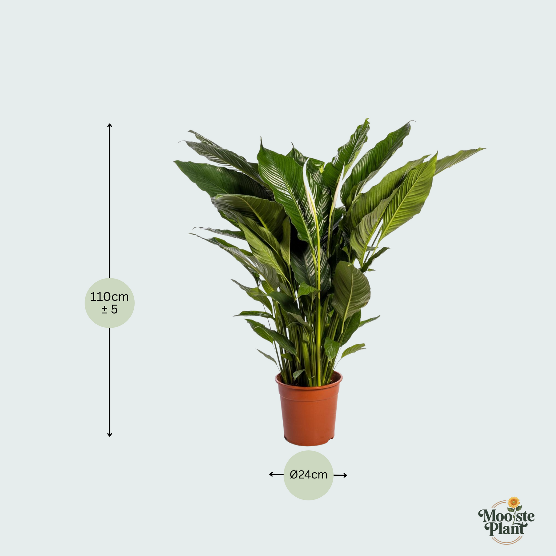 Spathiphyllum kopen