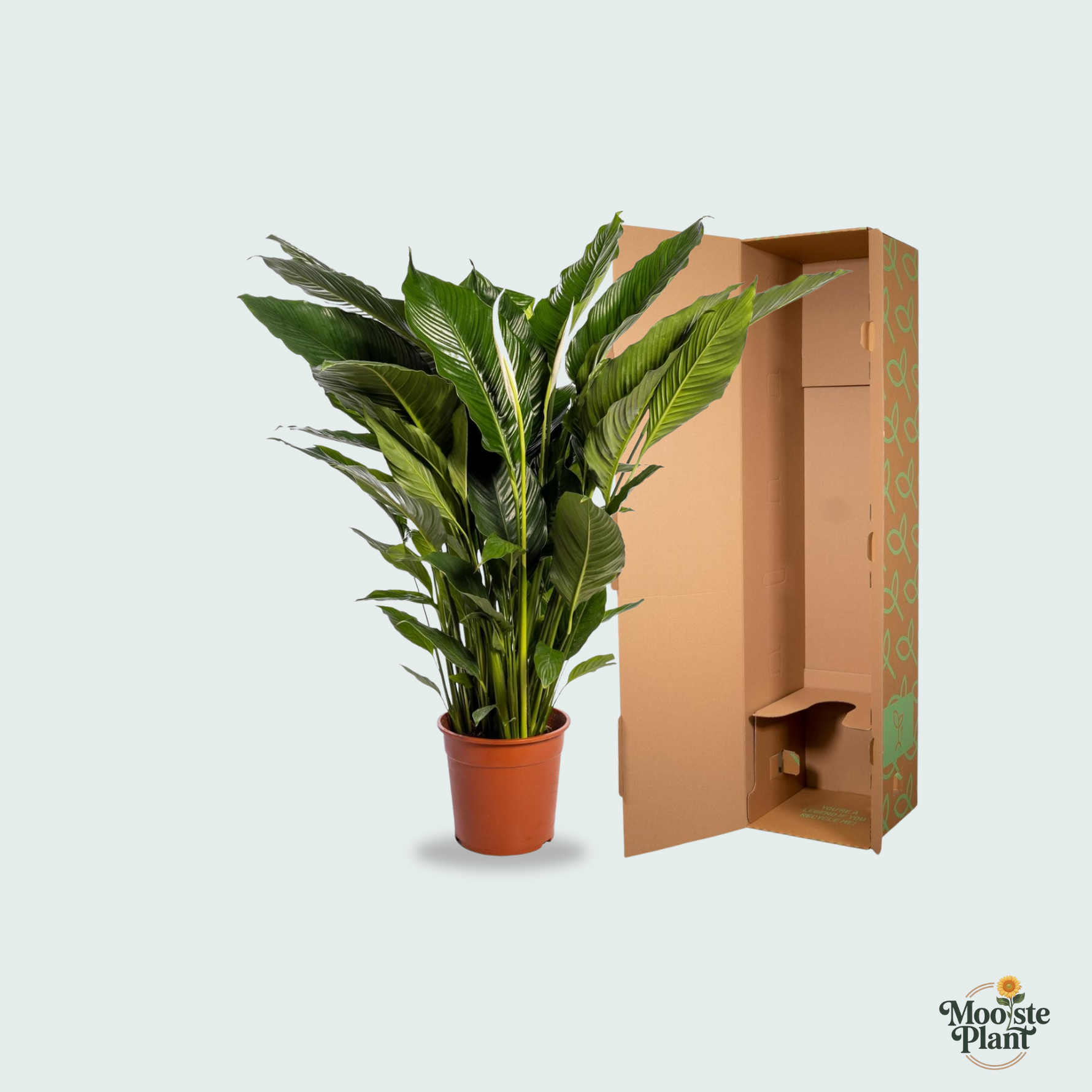 Spathiphyllum kopen