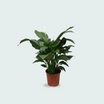 Spathiphyllum kopen