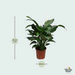 Spathiphyllum kopen