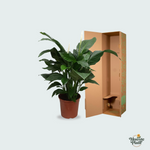 Spathiphyllum kopen