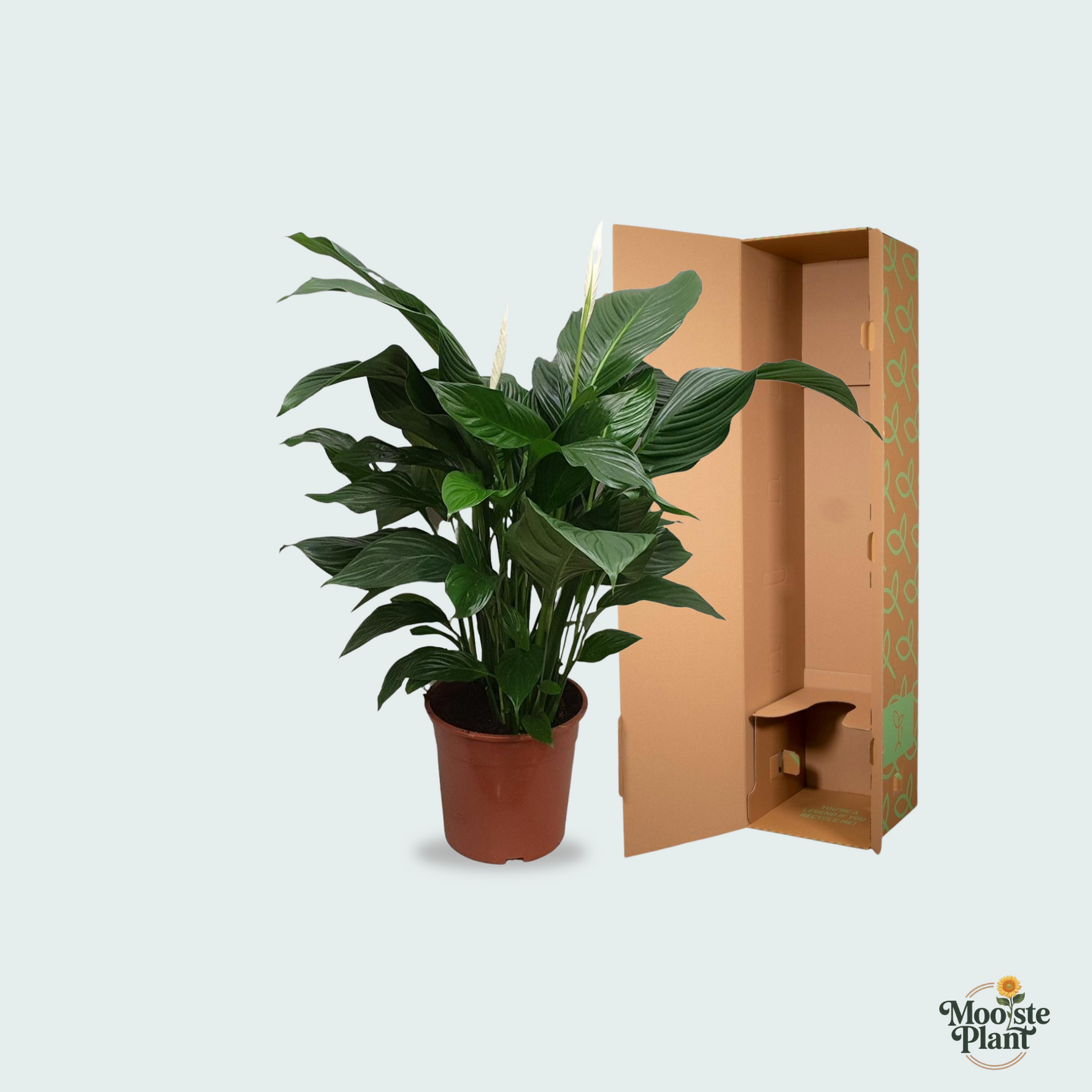 Spathiphyllum kopen