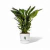 Strelitzia Nicolai