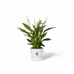 Spathiphyllum Torelli 