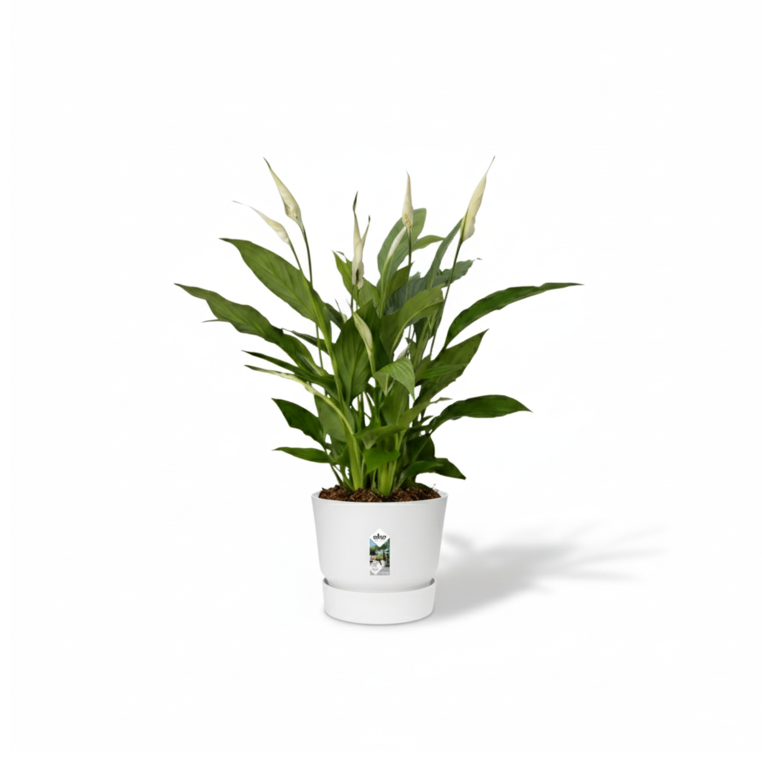 Spathiphyllum Torelli 