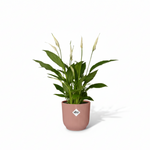 Spathiphyllum Torelli