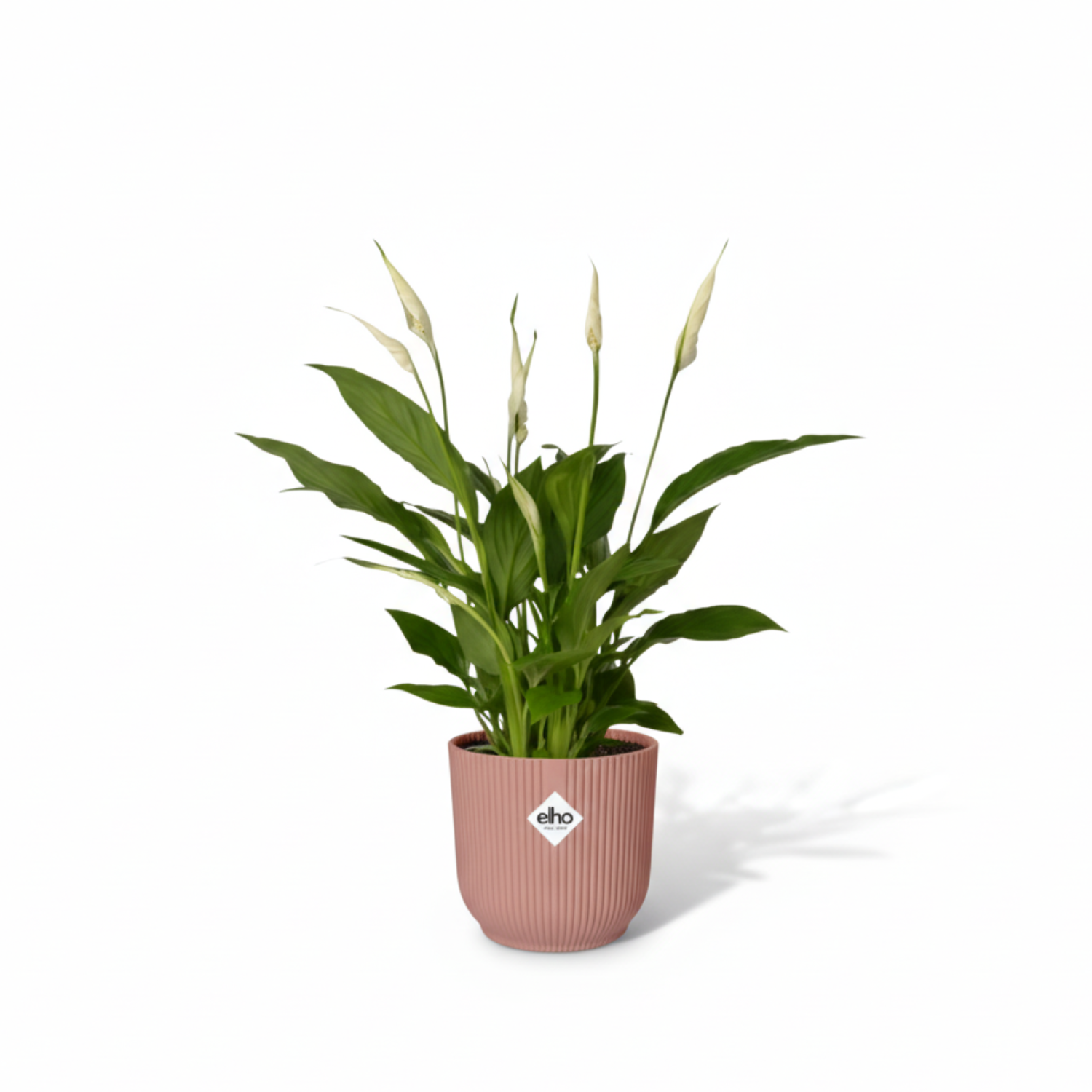 Spathiphyllum Torelli