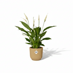 Spathiphyllum Torelli