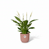 Strelitzia Nicolai