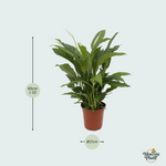 Spathiphyllum kopen