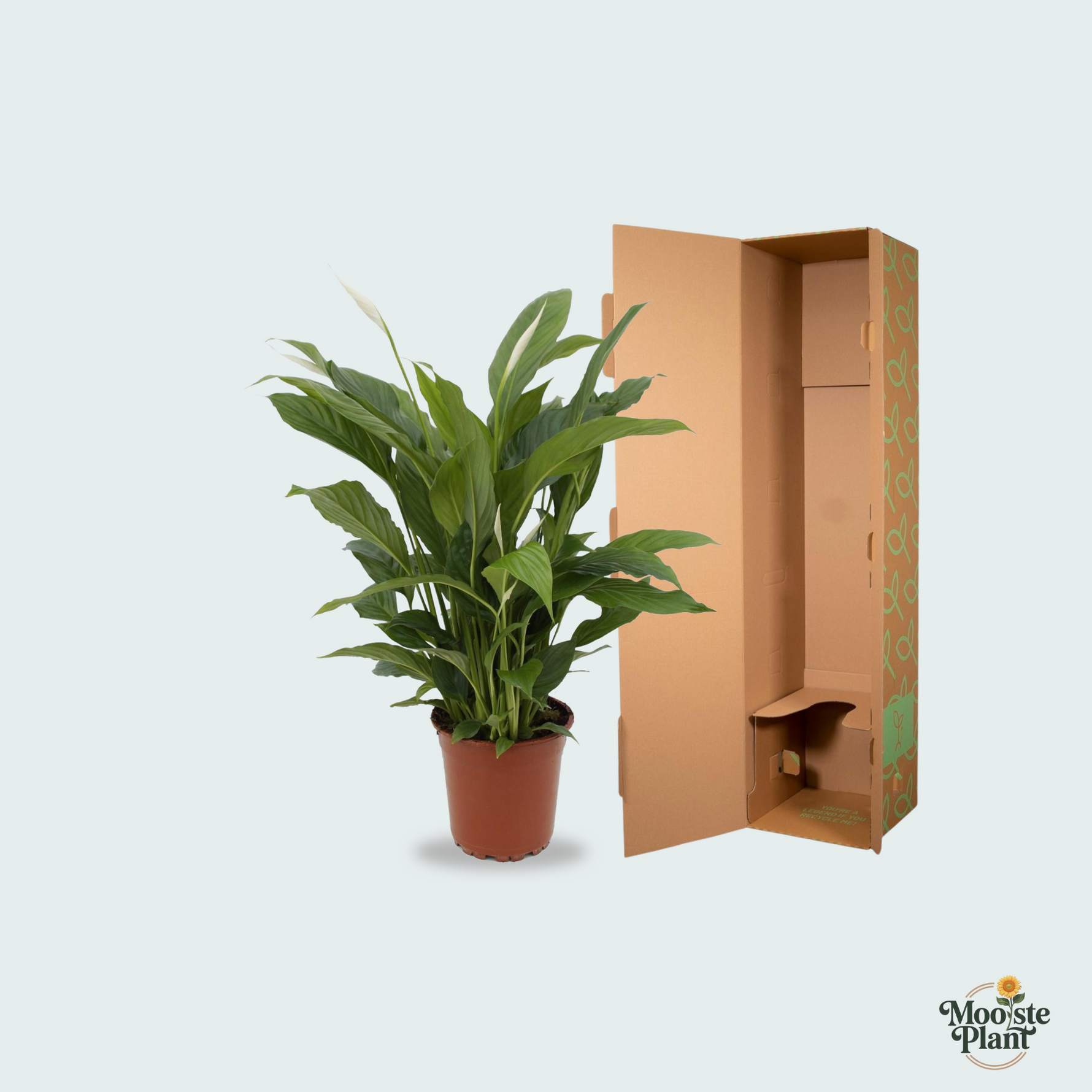 Spathiphyllum kopen