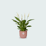 Spathiphyllum kopen