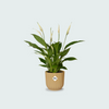 Strelitzia Nicolai