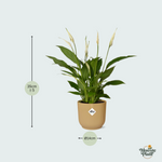 Spathiphyllum kopen