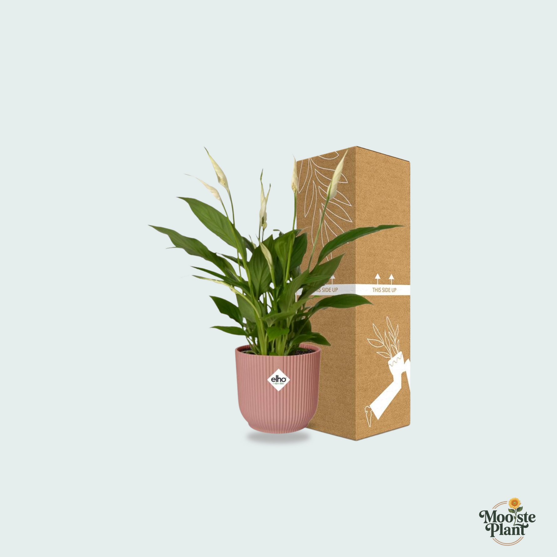 Spathiphyllum kopen