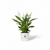 Strelitzia Nicolai