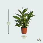 Spathiphyllum kopen
