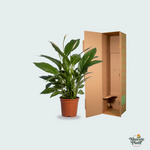 Spathiphyllum kopen