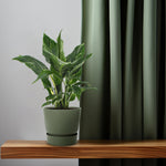 Spathiphyllum kopen