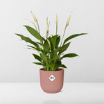 Spathiphyllum kopen