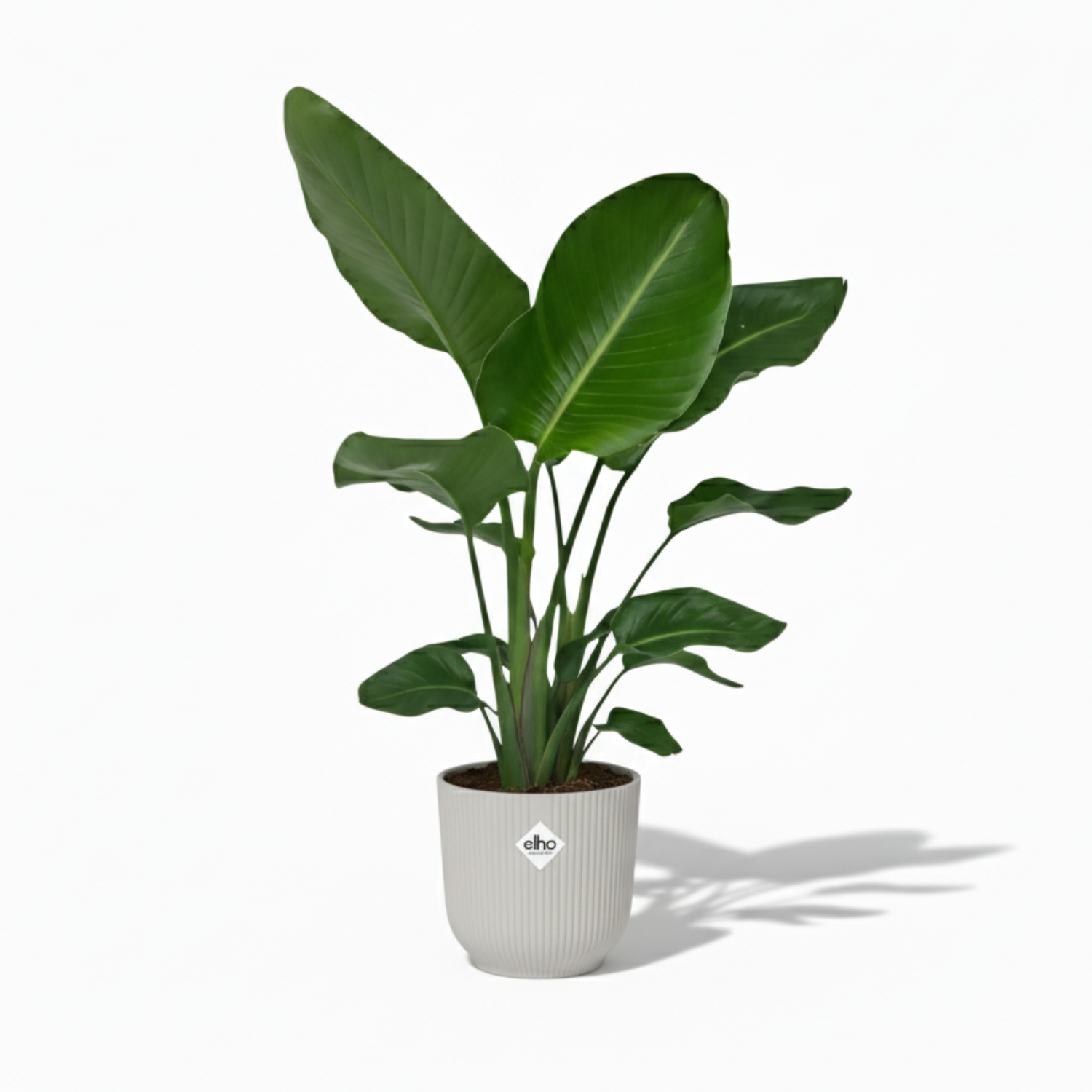 Strelitzia Nicolai