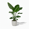 Strelitzia Nicolai