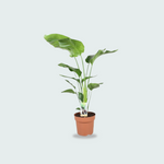 Strelitzia Nicolai kopen