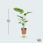 Strelitzia Nicolai kopen