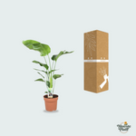 Strelitzia Nicolai kopen