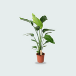 Strelitzia Nicolai kopen