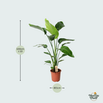 Strelitzia Nicolai kopen