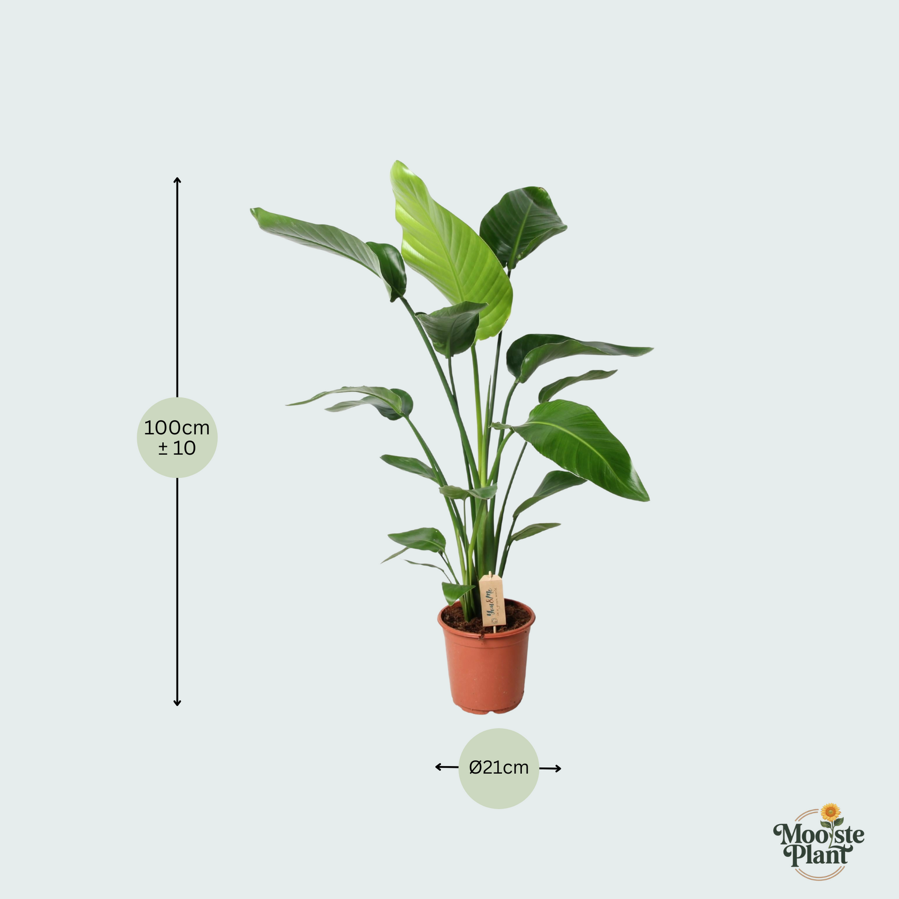 Strelitzia Nicolai kopen