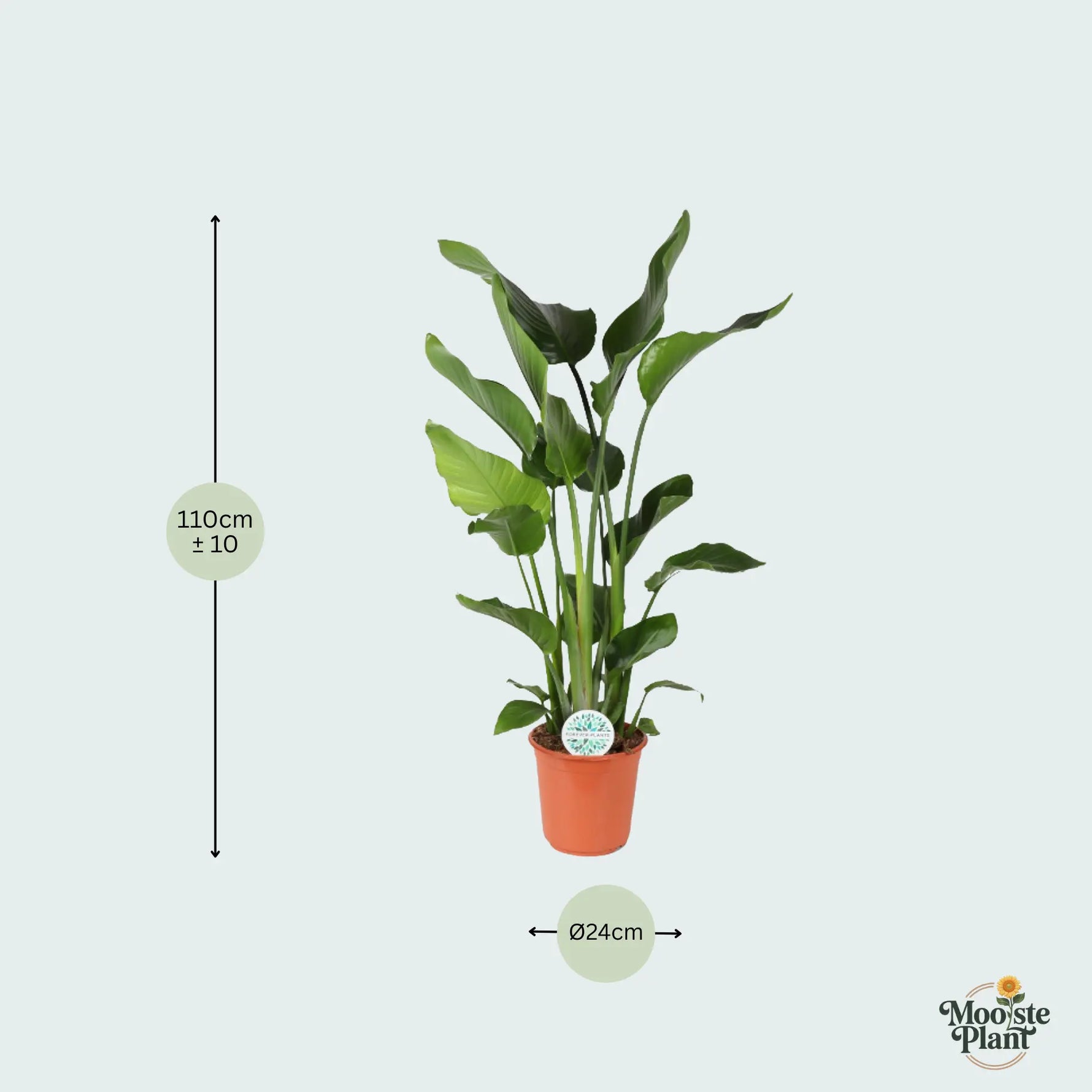 Strelitzia Nicolai kopen